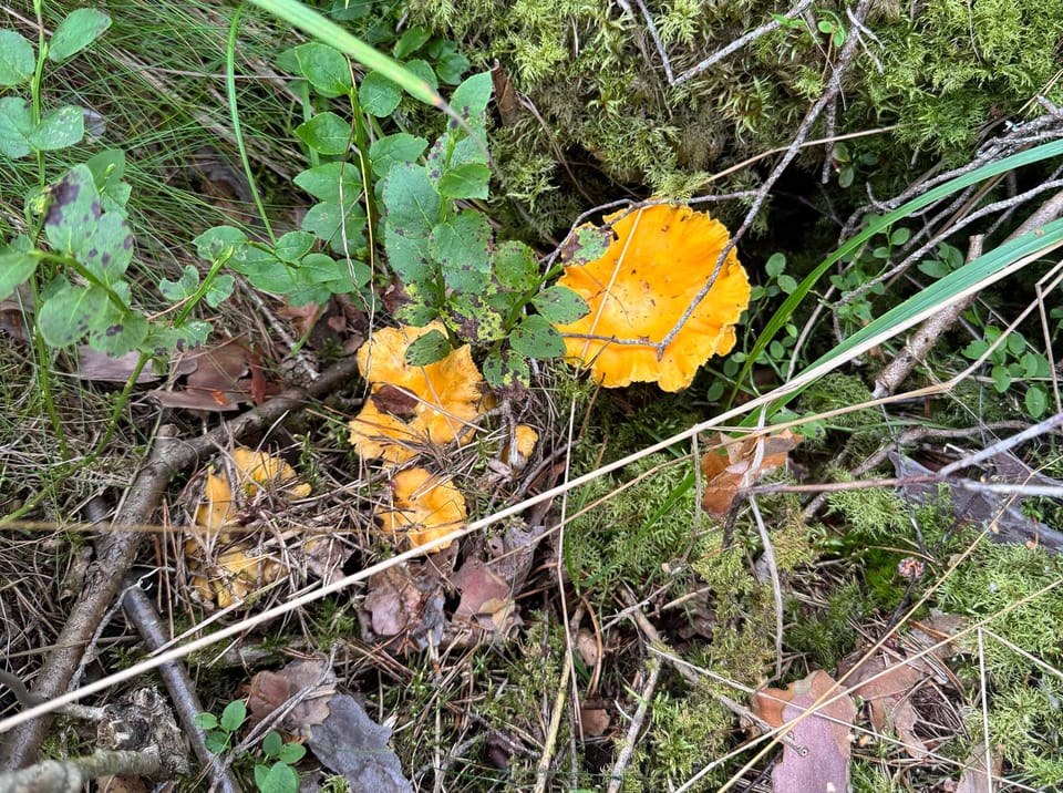 Nyt kartalla myös kantarellit - ilmainen kartta näyttää kasvupaikat!