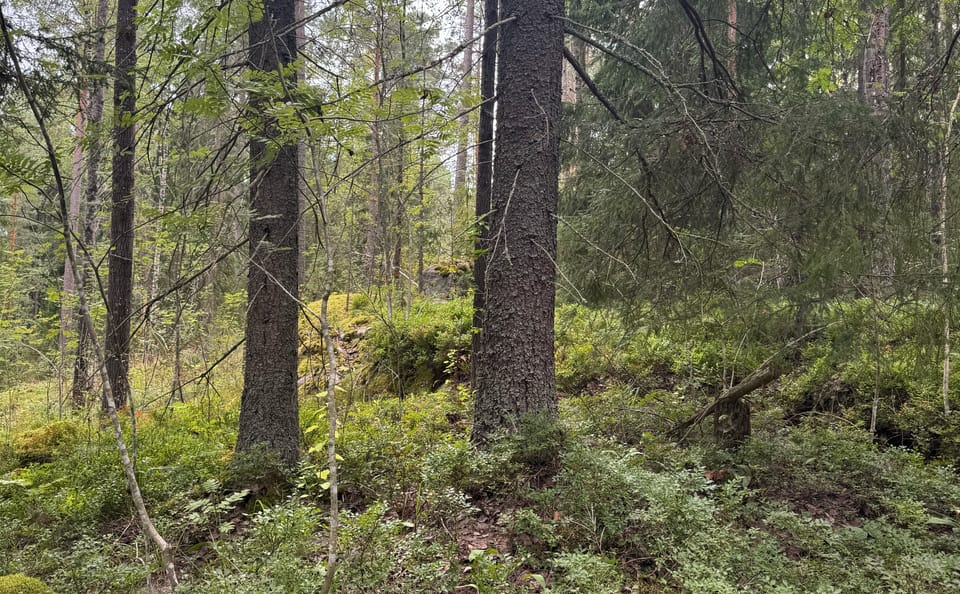 Metsien tiedot ja luontoarvot nyt selkeässä Excel-taulukossa